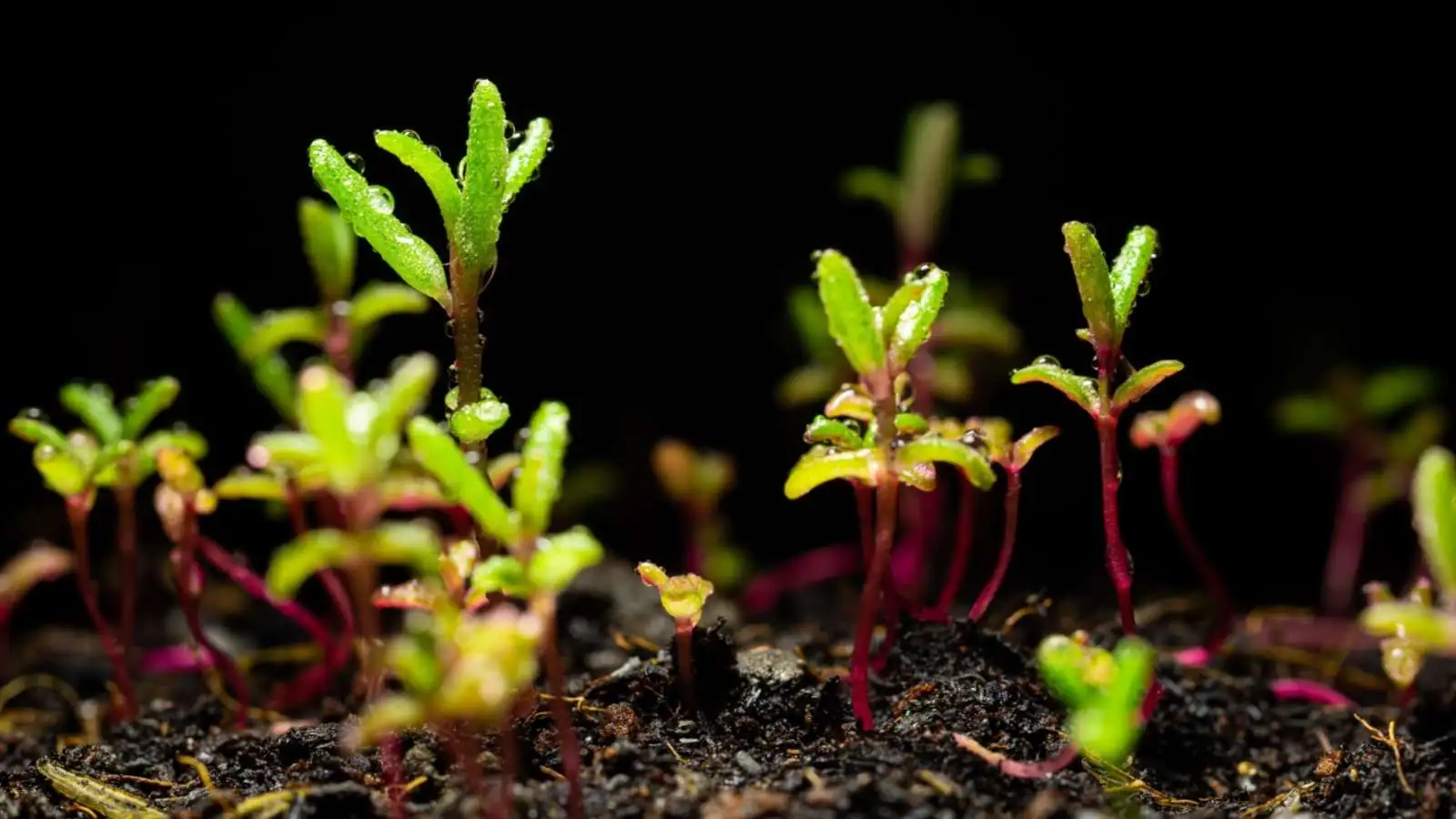 portulaca seeds on soil