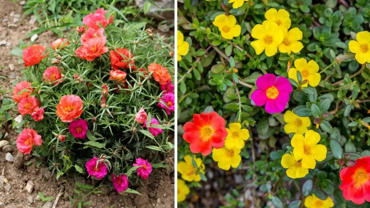 portulaca cutting propagation