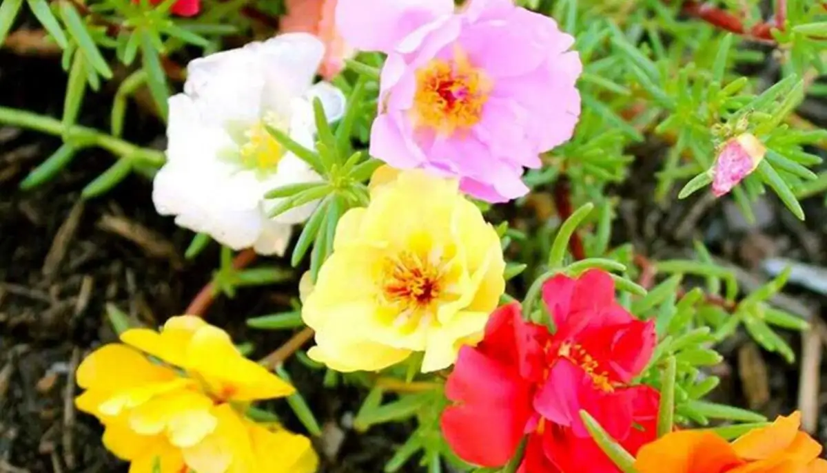 portulaca self-seeding in garden
