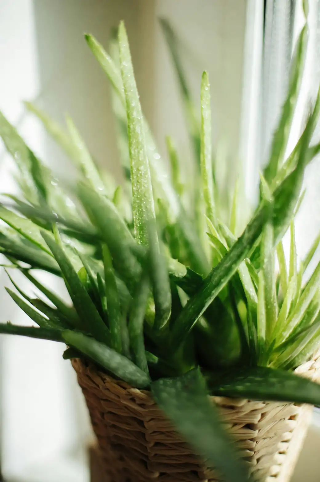 Aloe Vera Care Secrets: How to Keep Your ‘Living First Aid Kit’ Thriving