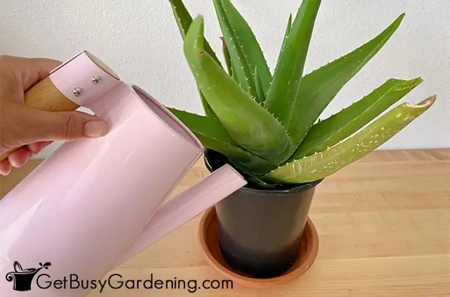 aloe vera watering technique