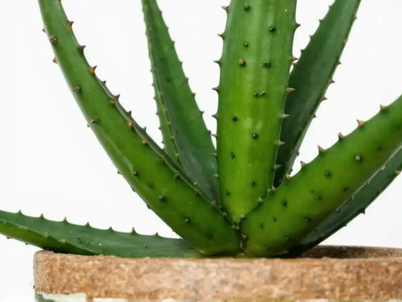 aloe vera seasonal care