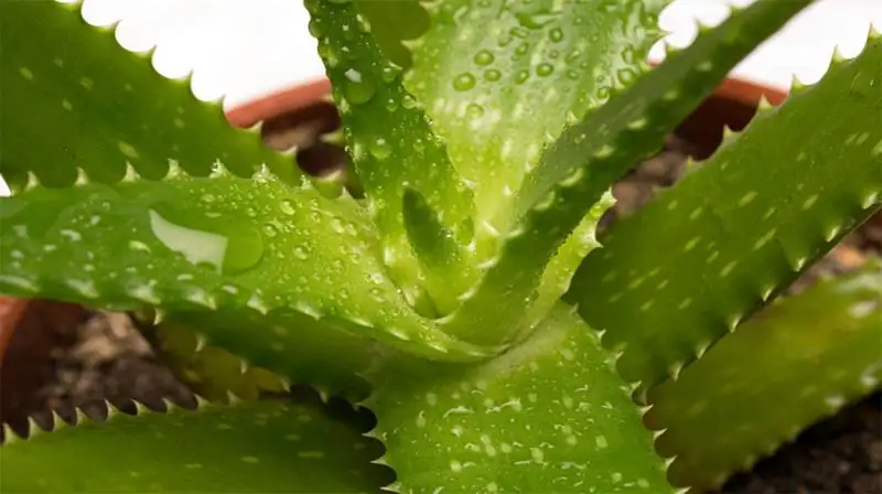 scale insects on aloe vera
