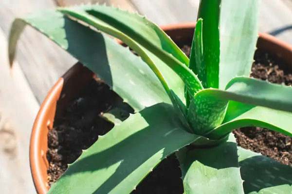 aloe vera in bright sunlight