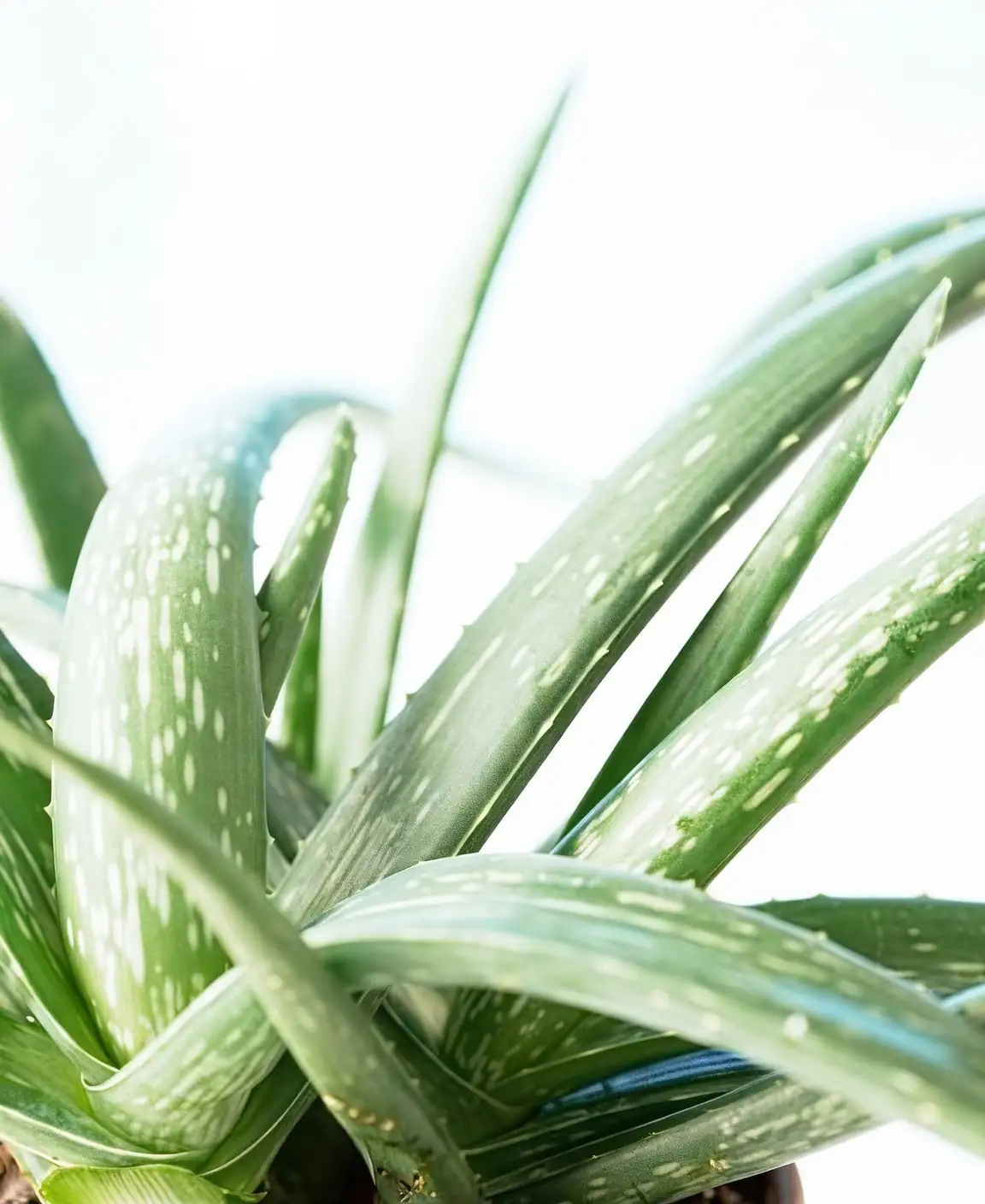 Aloe Vera’s Quirky Traits: Nature’s Water-Storing Miracle