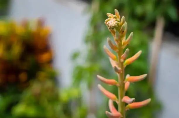 aloe vera blooming indoors