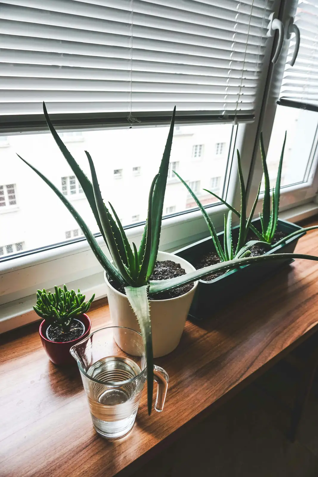 aloe vera on sunny windowsill