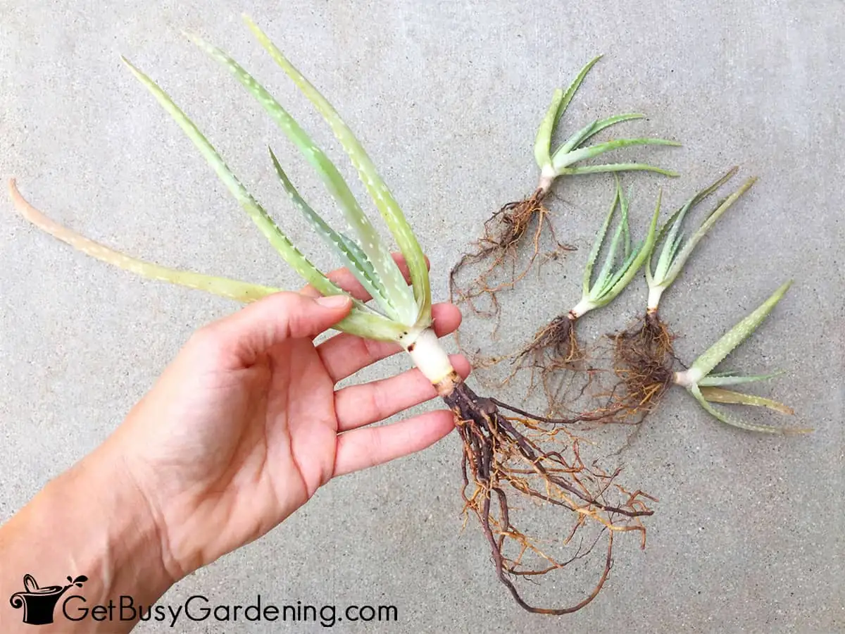 aloe vera pups propagation