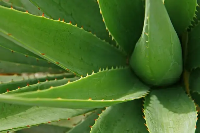 aloe vera close-up leaves