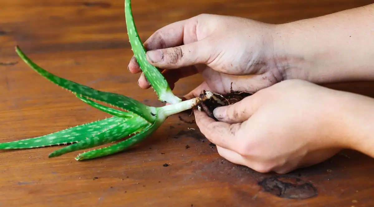 separating aloe vera pups