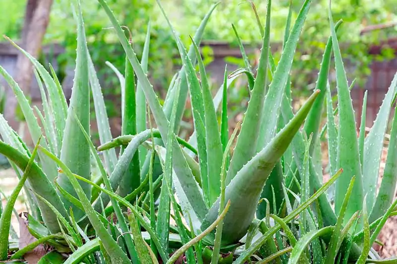 Companion Planting with Aloe Vera: Creating a Harmonious Garden
