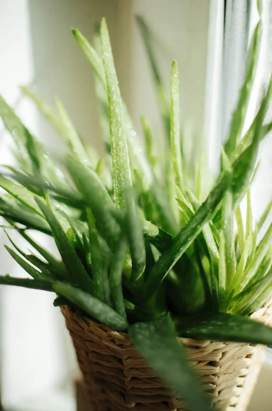 aloe vera indoor windowsill