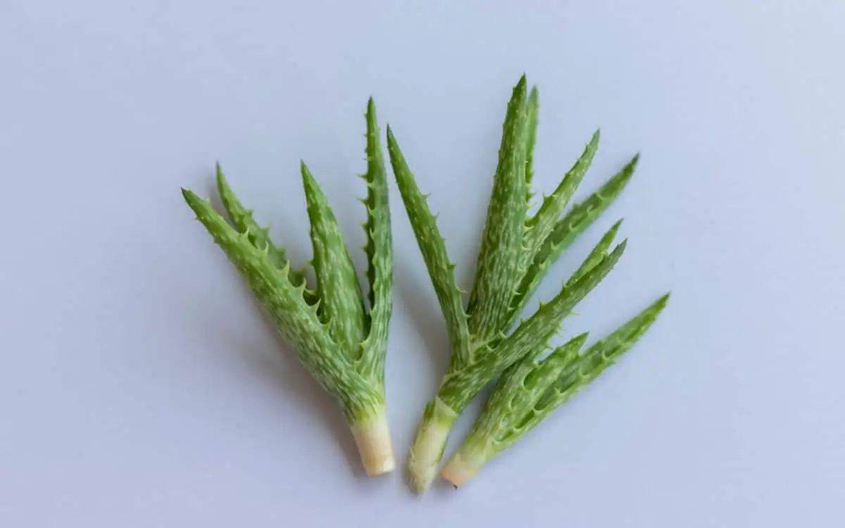cutting aloe vera stem