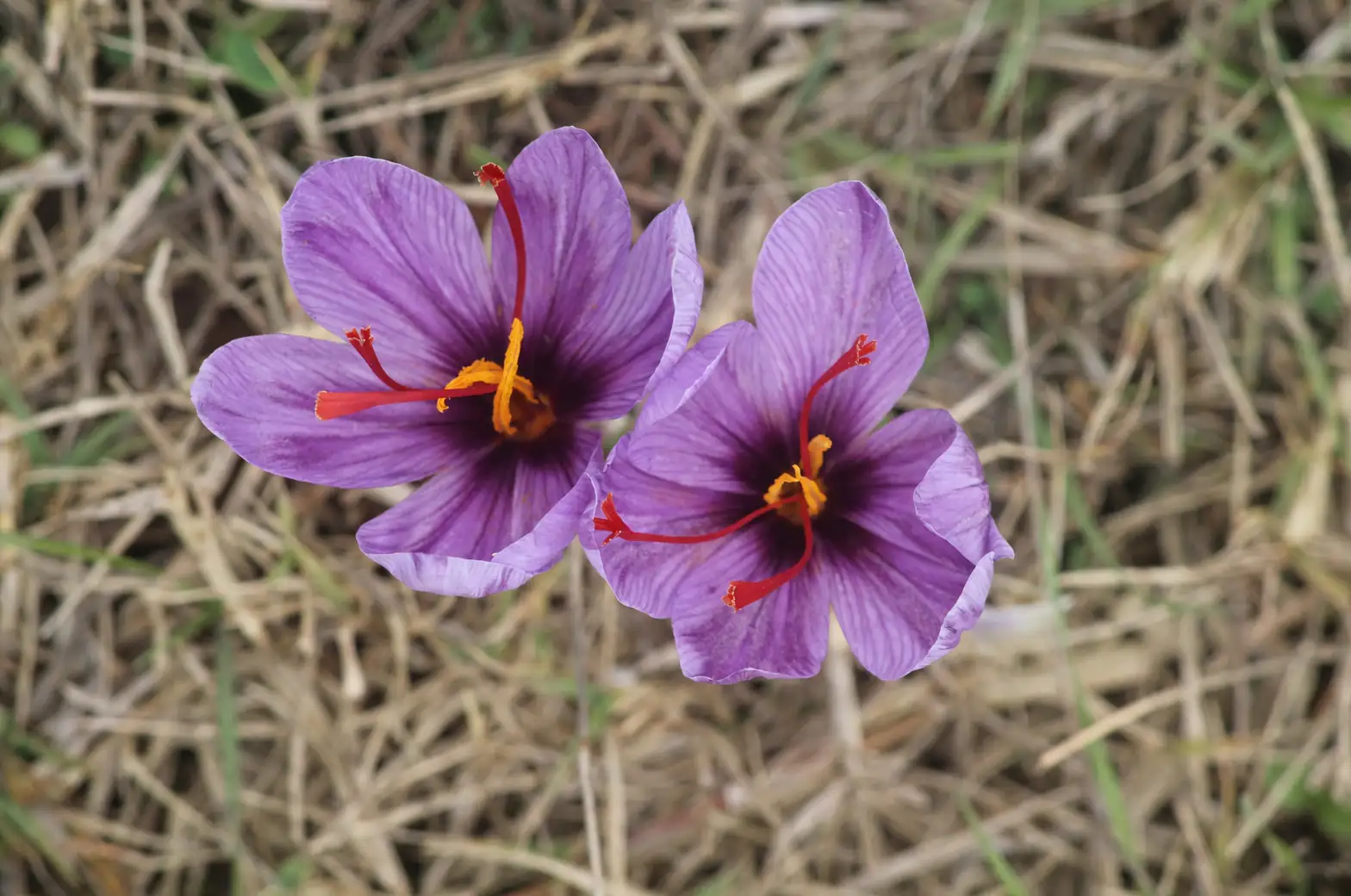 Mastering Saffron Crocus Care: Watering Secrets for Vibrant Blooms!