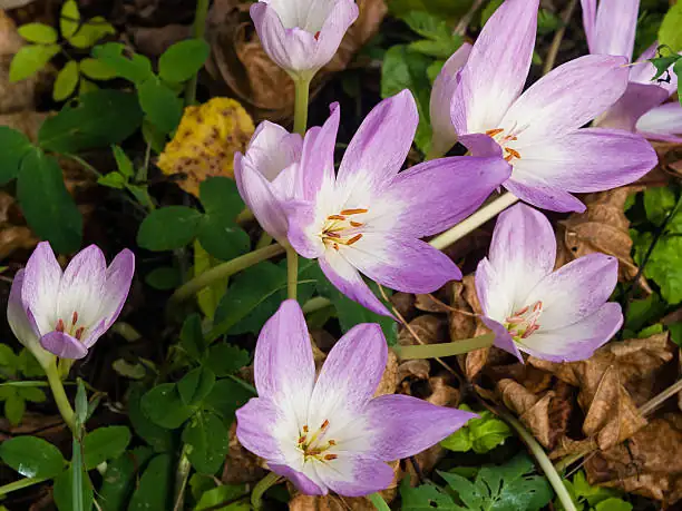 saffron crocus fall growth