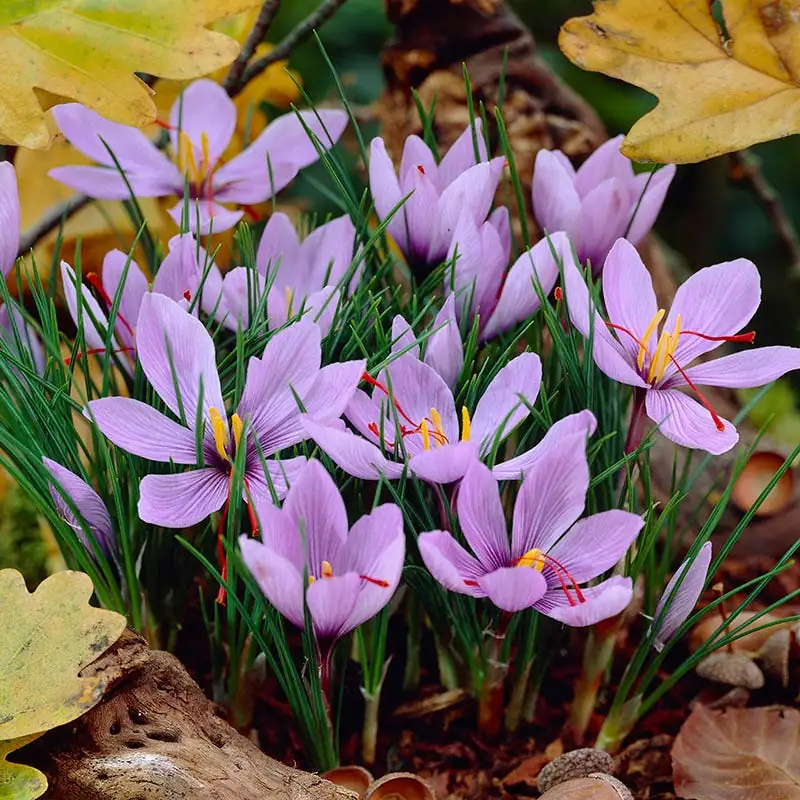 Strange But True: Why Saffron Crocus Can’t Seed!