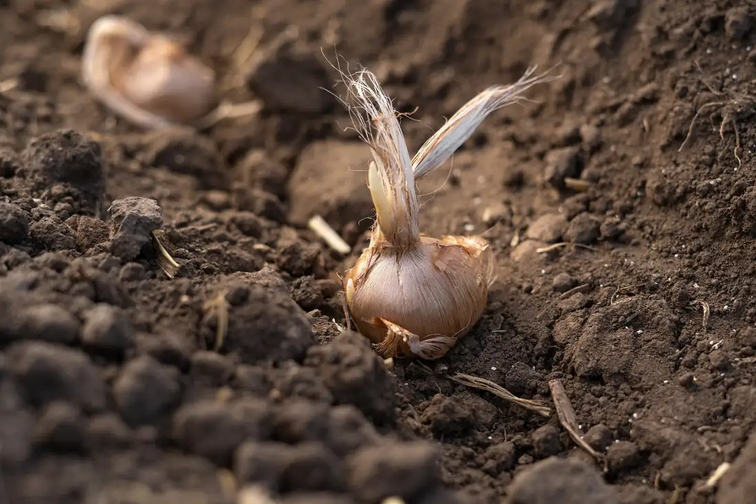 saffron crocus corms soil