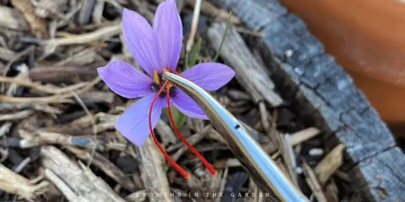 saffron crocus corm division