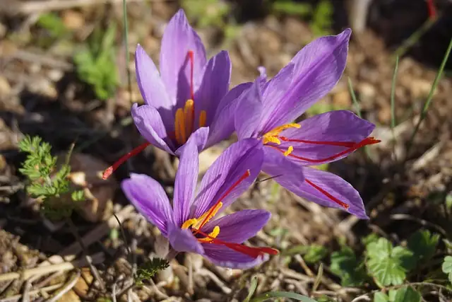 saffron harvesting hands flowers