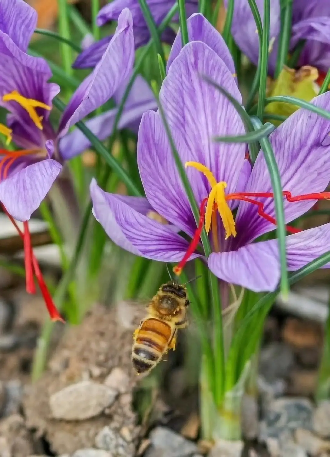The Language of Saffron: Symbolism and Cultural Significance of Crocus sativus