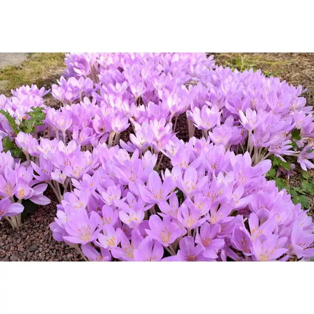 Pair it Like a Pro: Companion Plants for Your Saffron Crocus