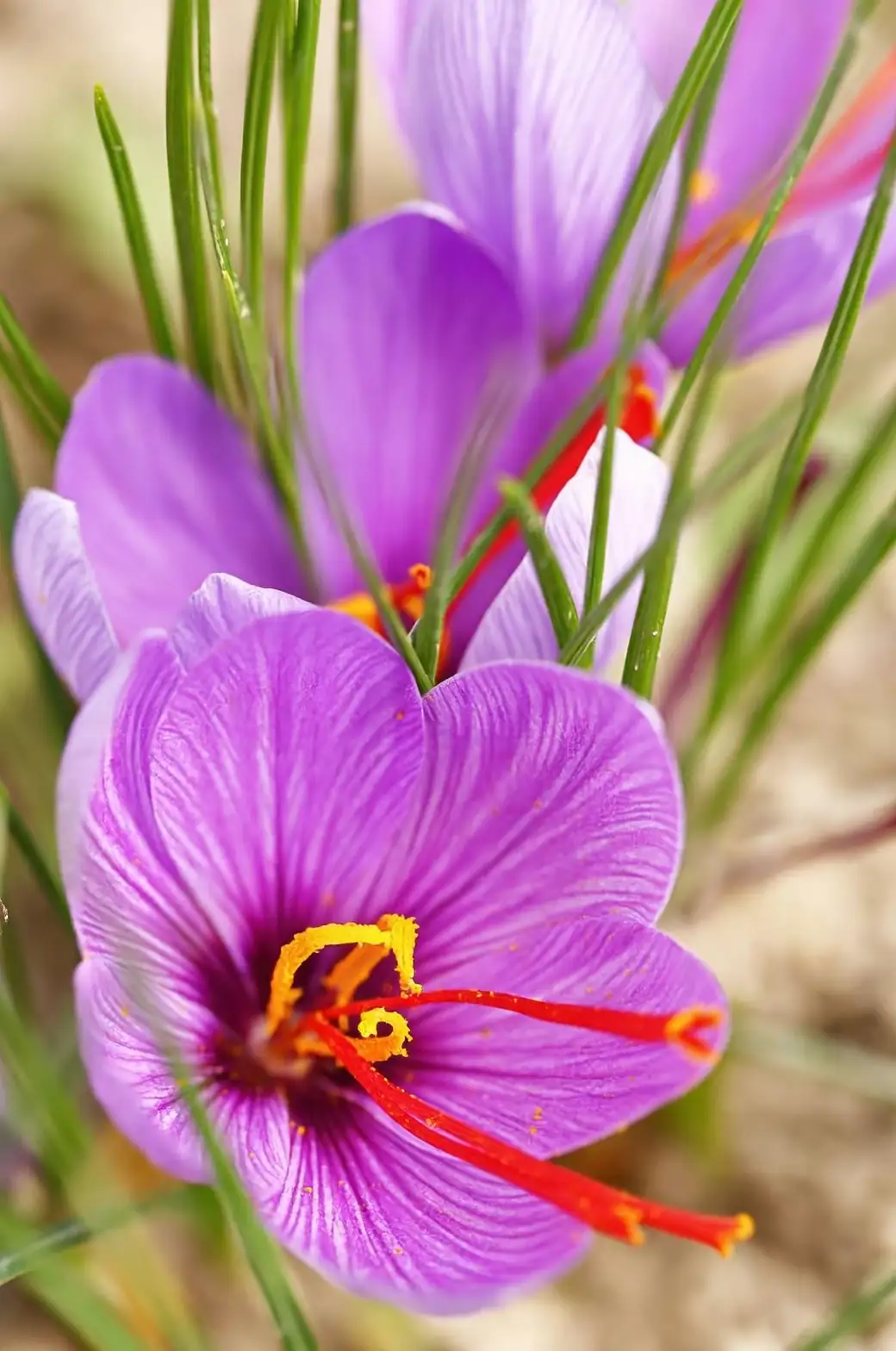 saffron crocus close-up flowers