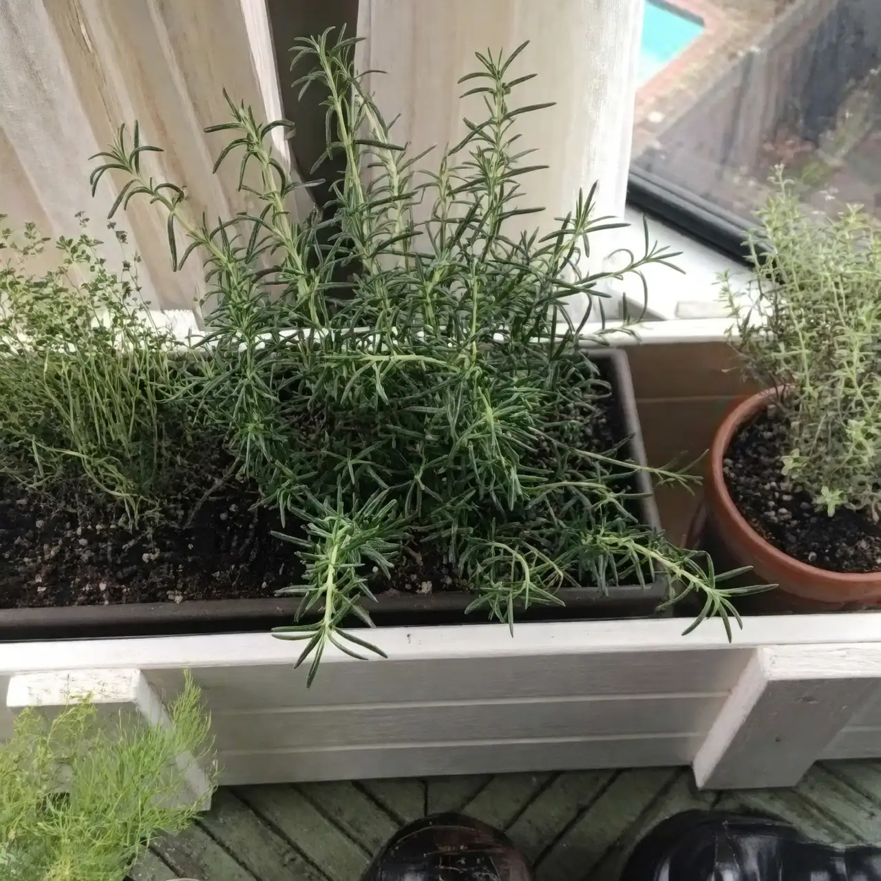 rosemary and saffron crocus garden