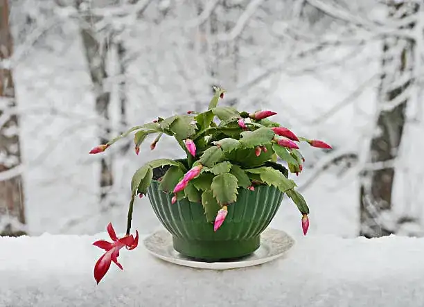 Unveiling the Quirks of the Christmas Cactus: Why They Bloom in Winter!
