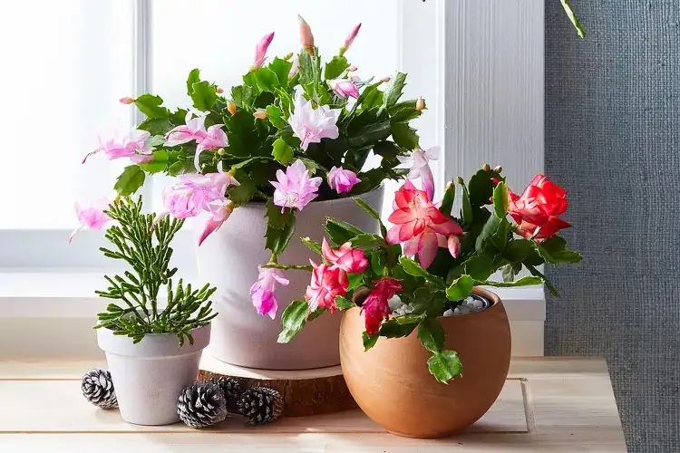 Christmas cactus pot arrangement