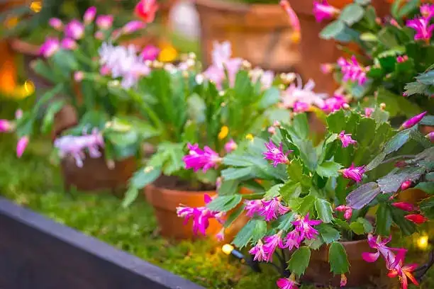 Christmas cactus colorful flowers