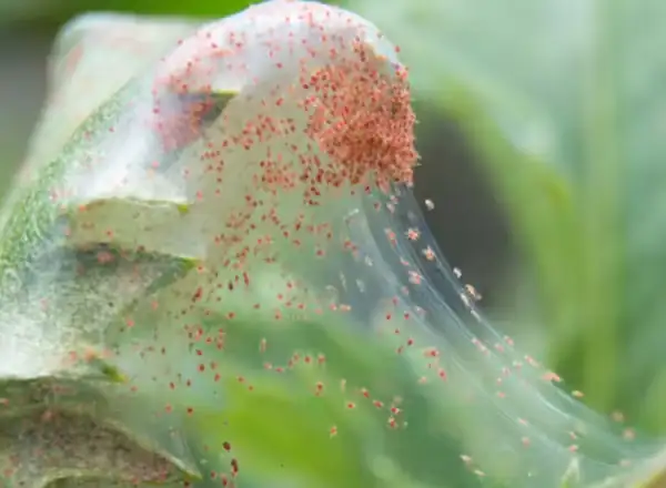 spider mite webbing on plant