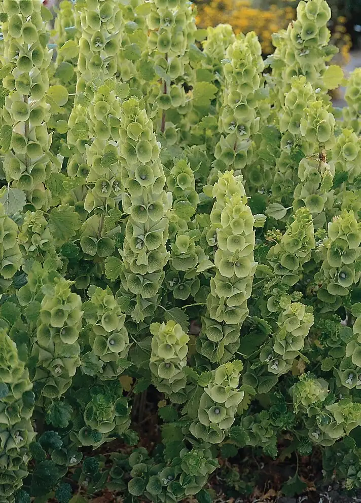 bells of ireland in full sun