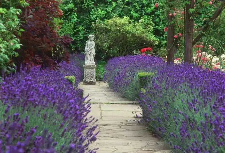 Mastering Lavender Care: From Sunlit Terraces to Shaded Gardens