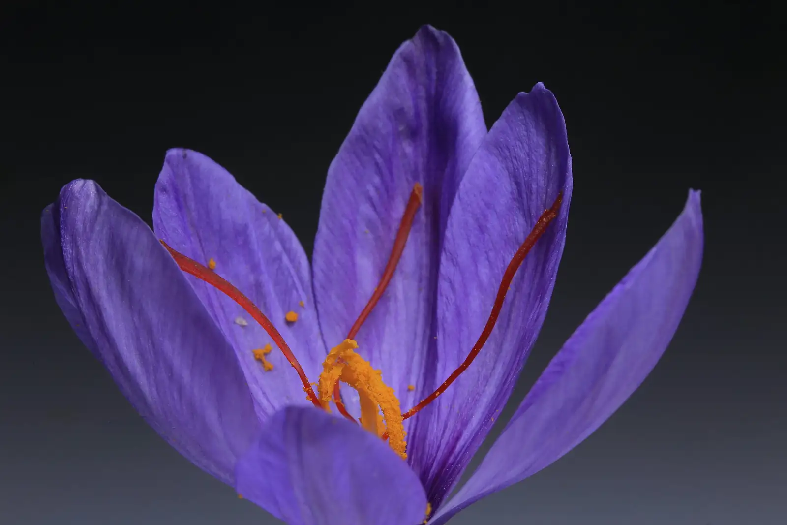 saffron crocus bulb rot close-up