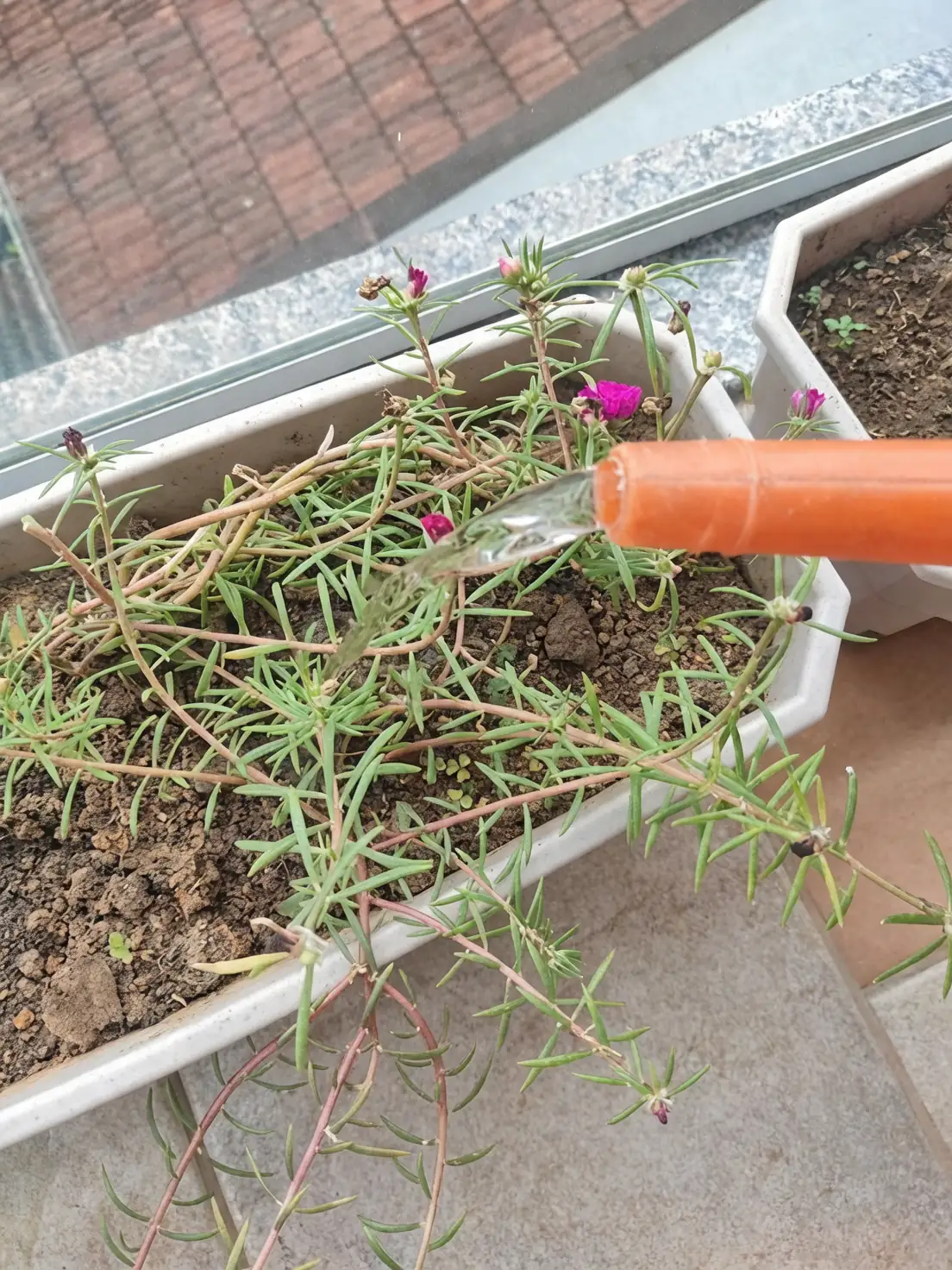 watering moss rose plant