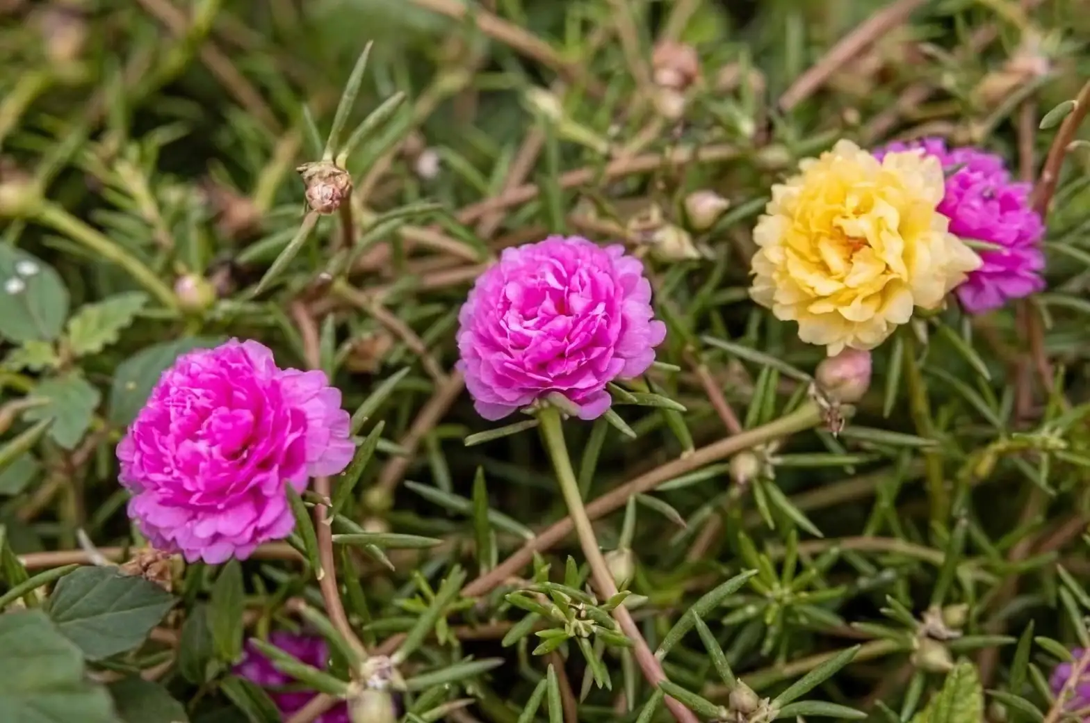 moss rose close-up bloom