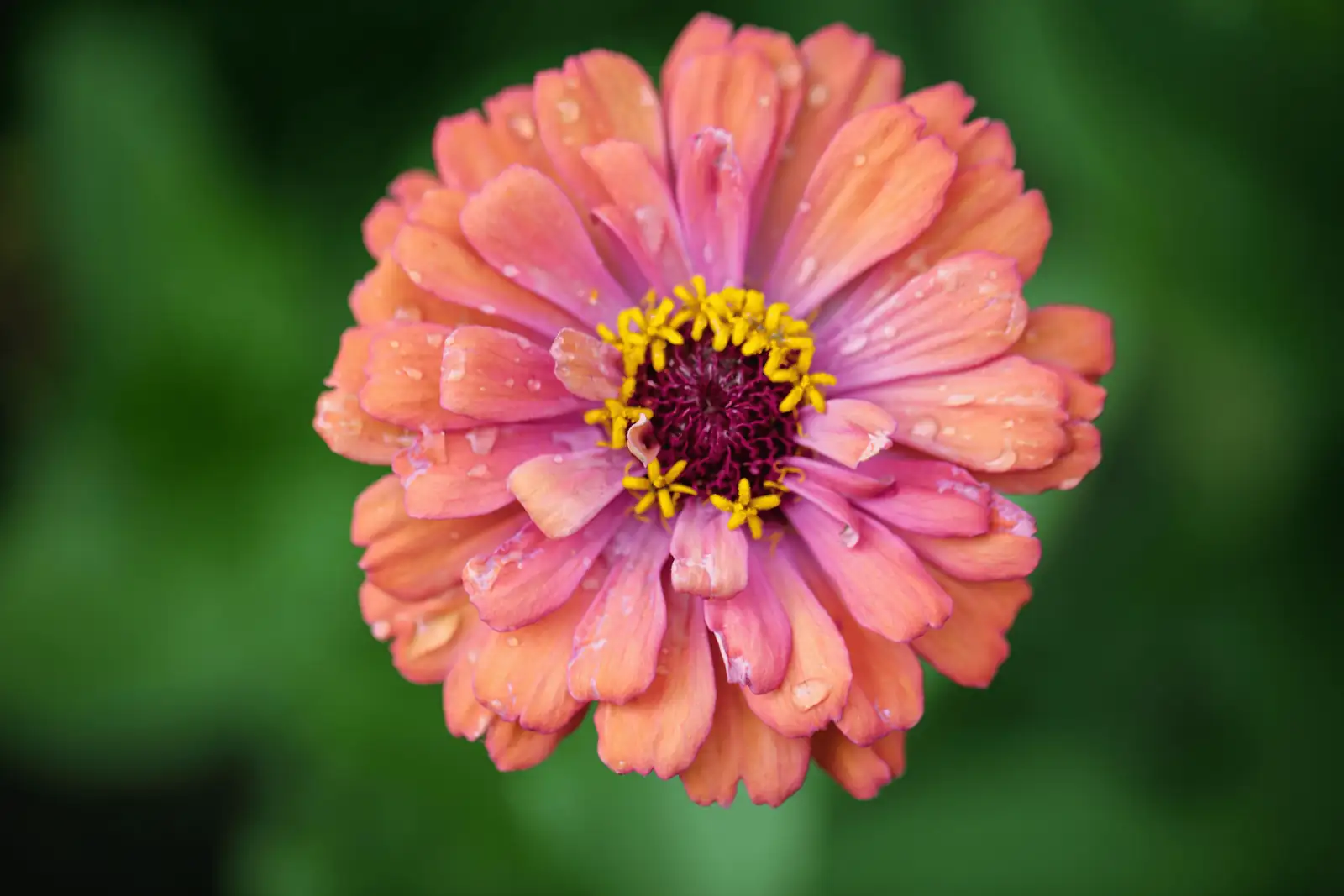 zinnias and moss rose combination