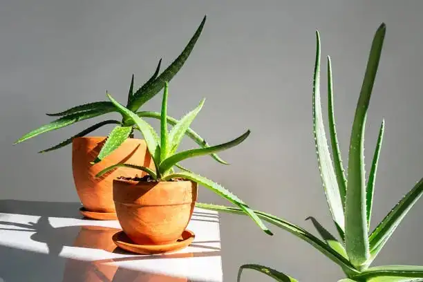 aloe vera in home decor