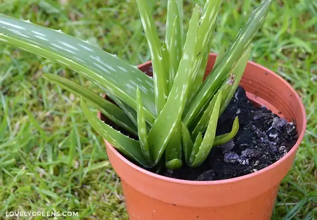aloe vera pups around base