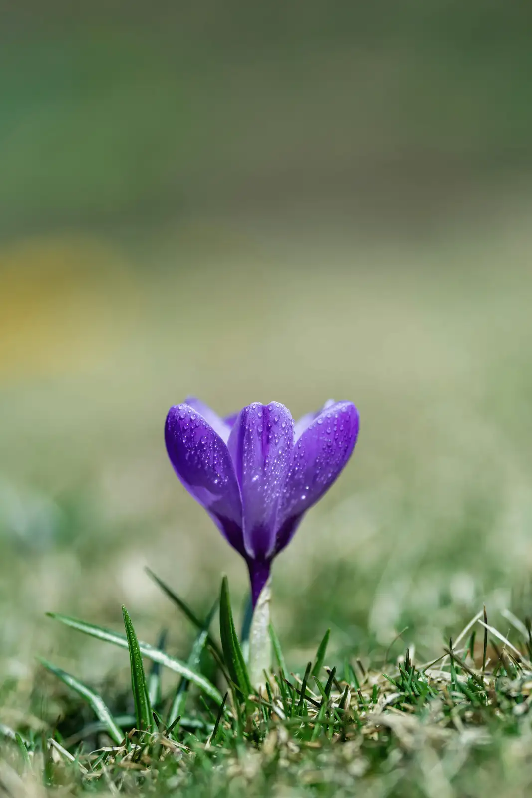 saffron crocus with bearded iris bed