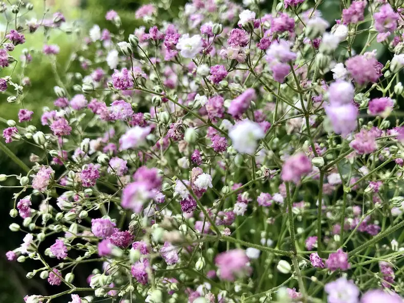 saffron crocus with babys breath garden