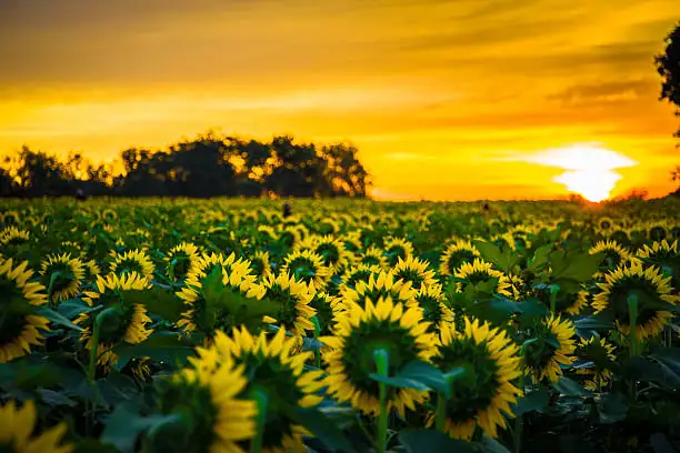 From Indigenous Superfood to Global Icon: The 5,000-Year Journey of Helianthus annuus