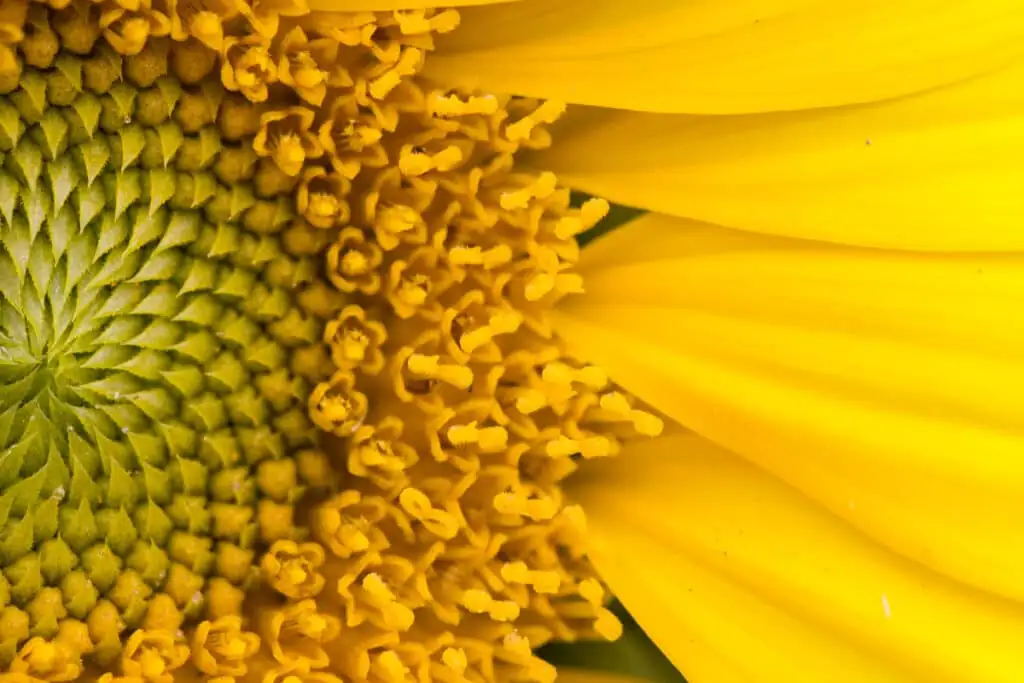 sunflower head close-up florets