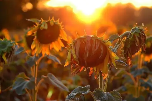 sunflower facing sun silhouette