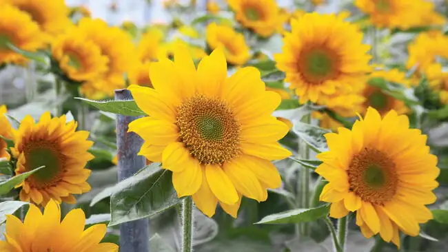 Seed to Sunburst in 60-90 Days: A Succession-Sowing Blueprint for Nonstop Sunflowers