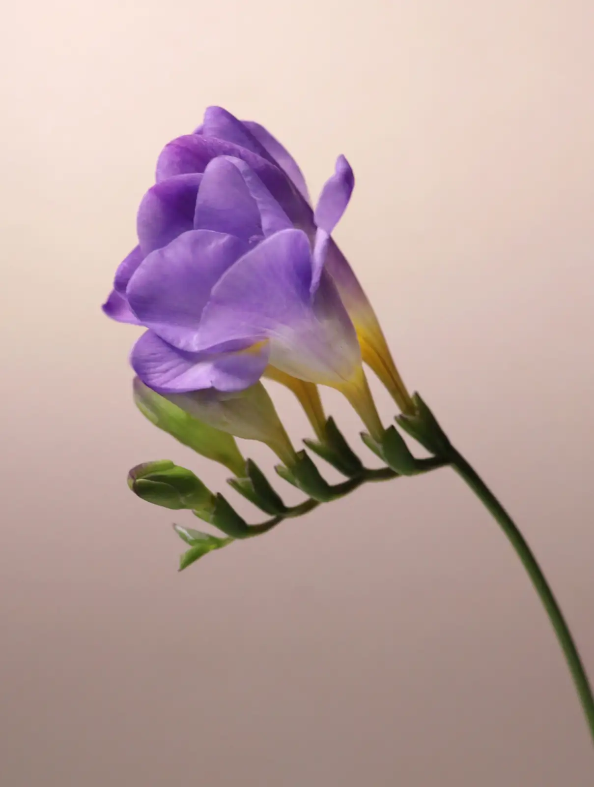 sunflower pinching vs single-stem