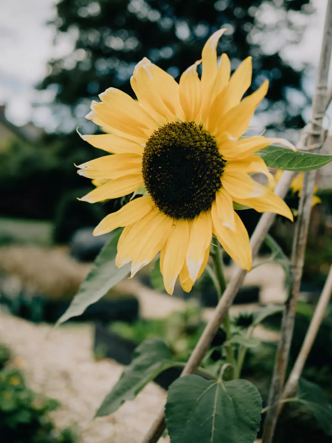 sunflower cut flower harvest stage