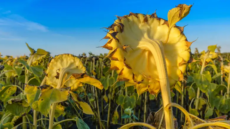 From Patch to Snack: How to Harvest, Dry, and Roast Sunflower Seeds at Home