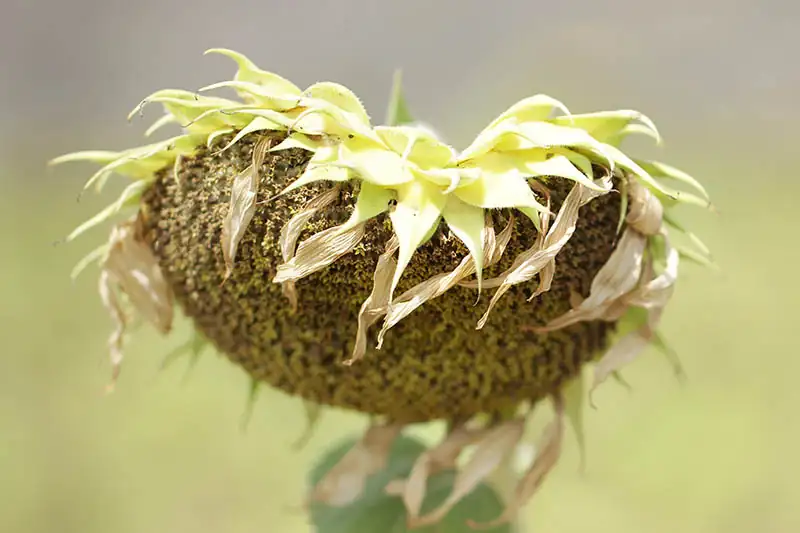 sunflower head back brown close-up