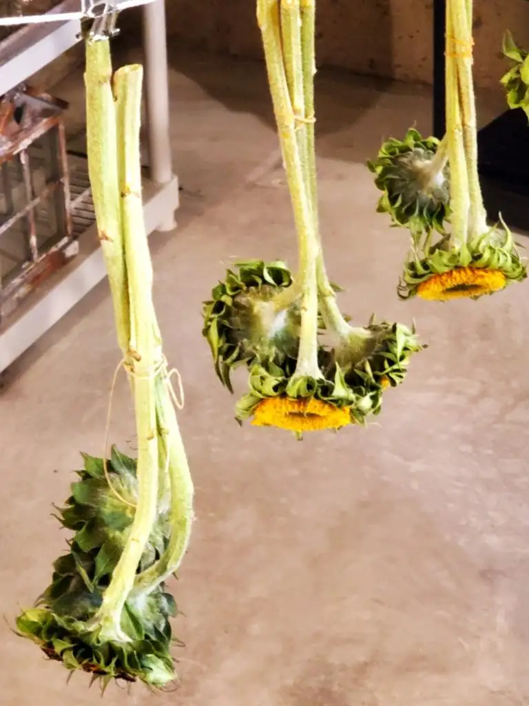 sunflower heads hanging to dry
